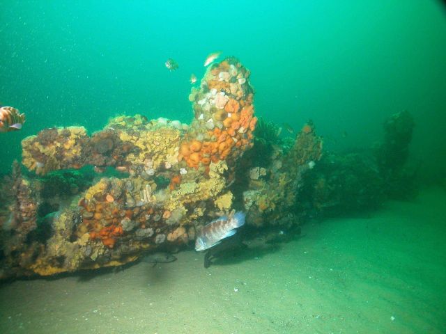 The schooner Paul Palmer's wooden frames protrude up from the sandy seafloor of Stellwagen Bank Picture