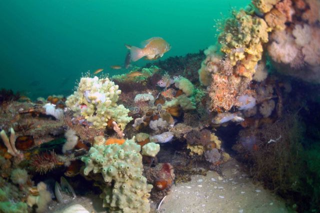 The Paul Palmer is an oasis of biodiversity Picture