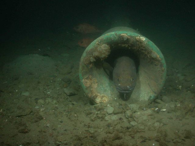 A cusk hides in the Portland's steam release pipe Picture