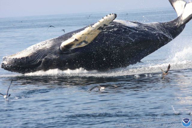 Levitating whale returning to the sea. Picture