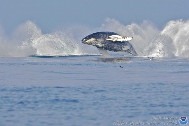 Two breaching whales leaving behind their splashes and one still airborne. Picture