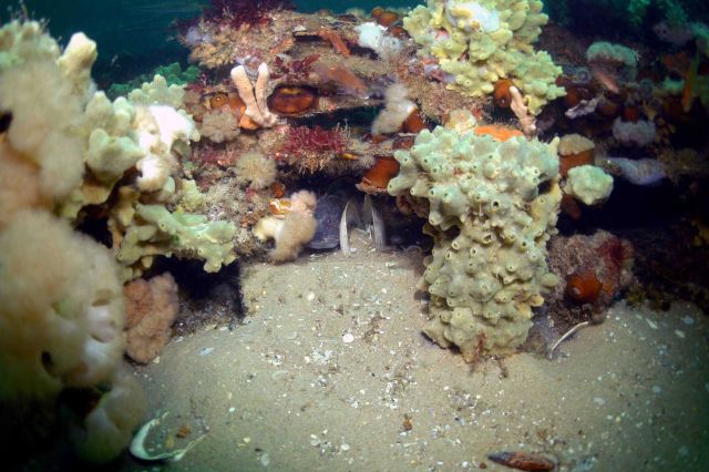 Sea Corals Picture