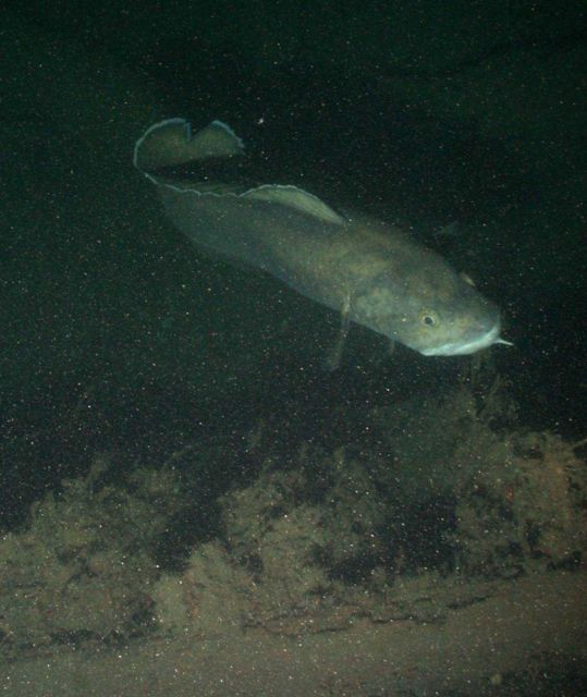 Large fish Picture