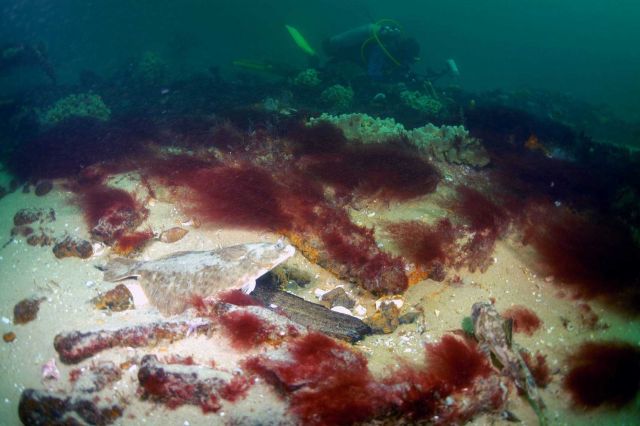 Scuba diver and corals Picture