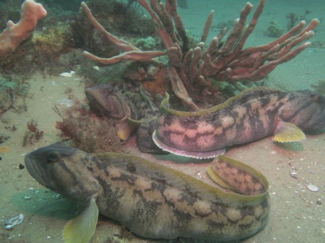 Eel like fishes and corals Picture