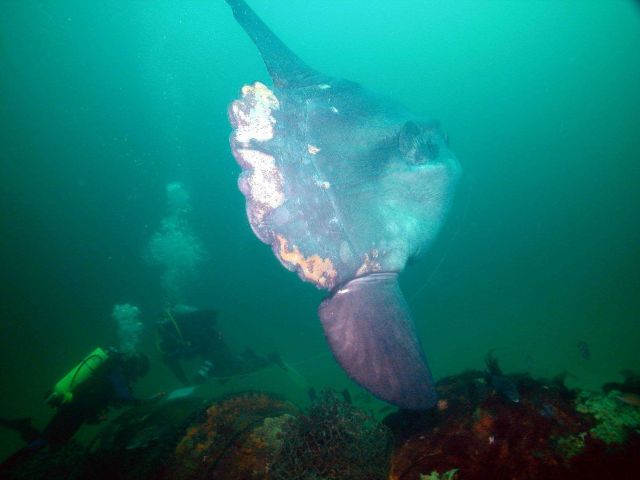 Scuba Divers and fish Picture