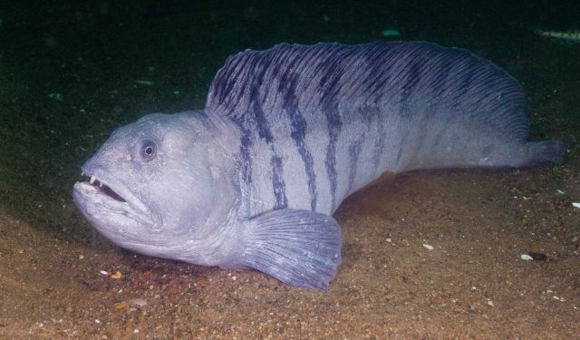 Stripped Fish Picture