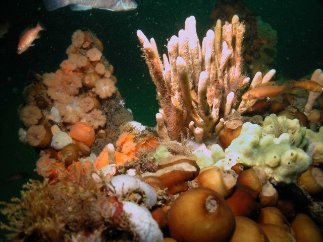 Corals and Marine life Picture