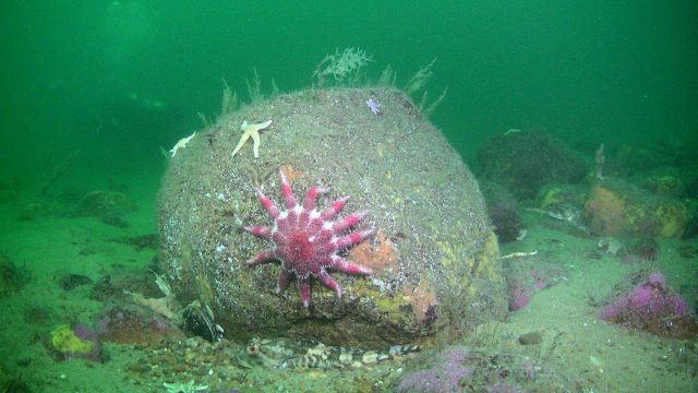 Seems like a Starfish or sea star with more arms - about 12 arms. Picture