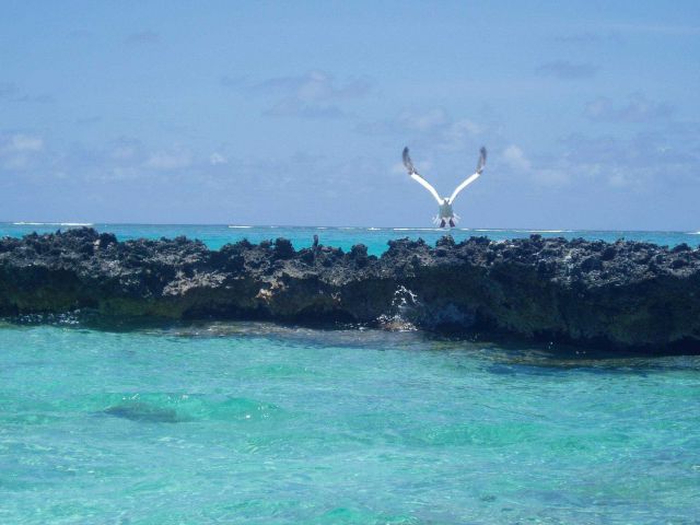 A red-footed booby taking off from a coral islet. Picture