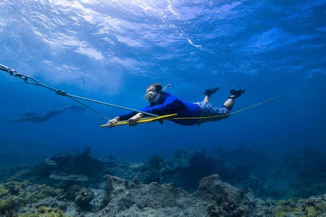 Archaeologist towboarding at French Frigate Shoals looking for indications of shipwrecks. Picture