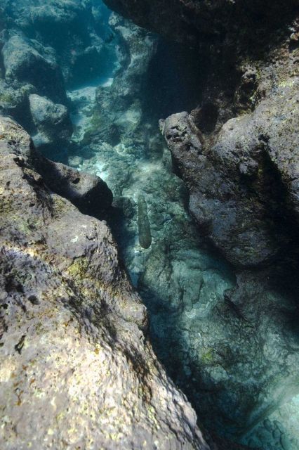A ship's gun in a crevasse at the GLEDSTANES shipwreck site. Picture