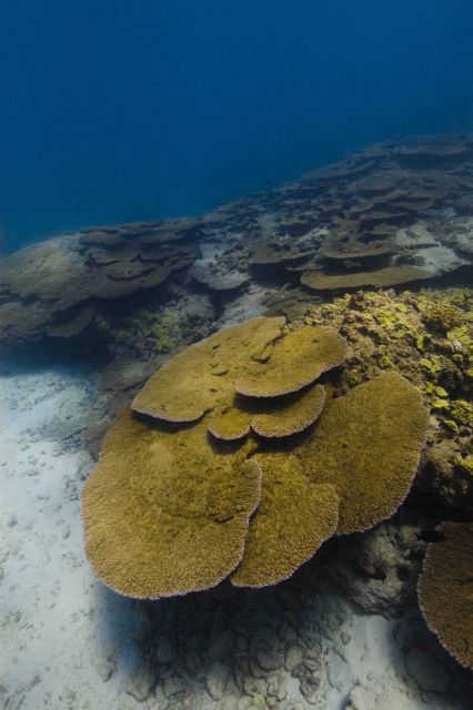 Reef coral at the TWO BROTHERS shipwreck site. Picture