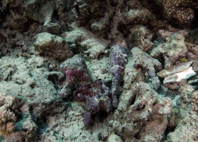 Spear tips and lance from the Two Brothers shipwreck site. Picture