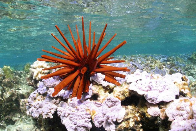 A large pencil urchin. Picture