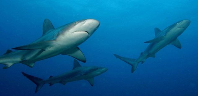 Gray reef sharks Picture