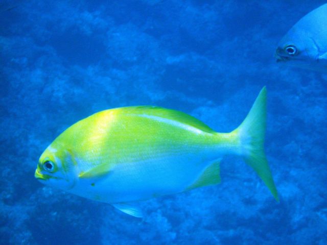 Queen brown chub at Kure Atoll Wildlife Refuge Picture