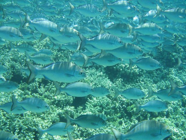 A school of brown chub at Kure Atoll Wildlife Refuge Picture