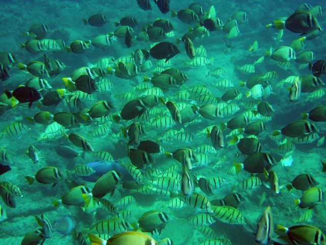 A profusion of reef fish Picture