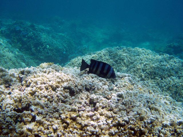 A barred knifejaw fish ( Oplegnathus fasciatus). Picture