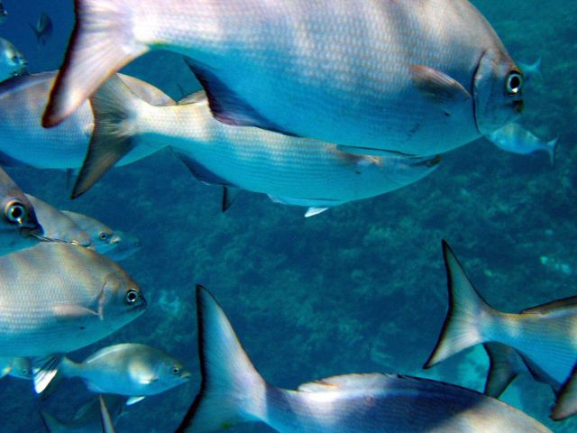 A school of chub (Kyphosus sp.). Picture