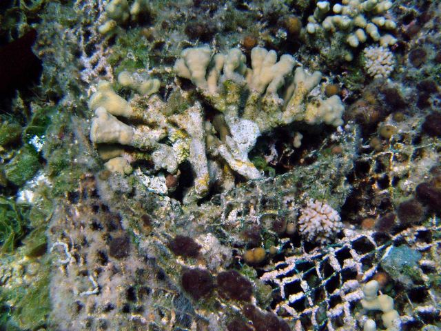 Net snagged on coral Picture