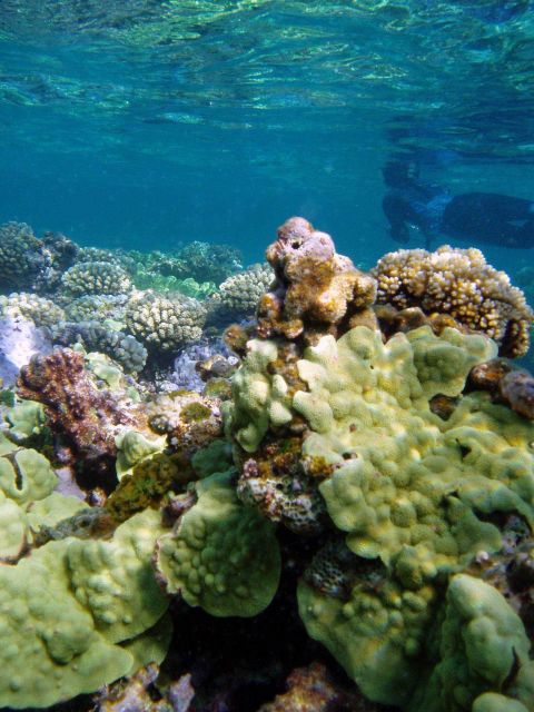 A coral vista with a diving scientist taking notes in the background. Picture