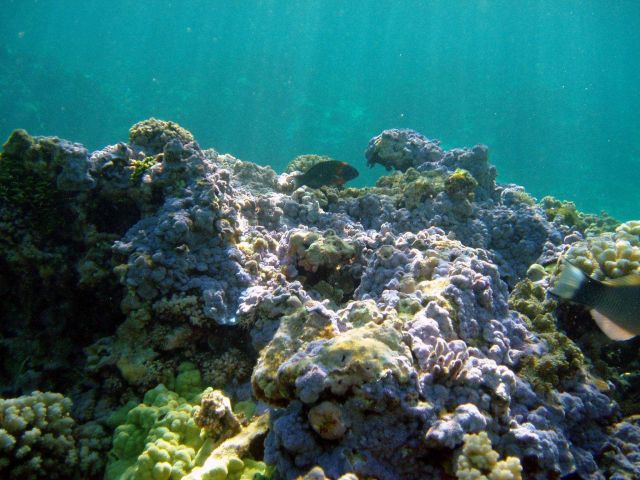 A reef scene. Picture