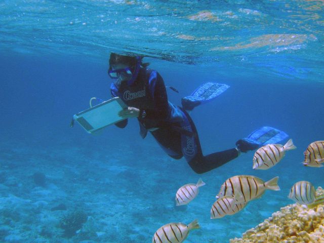 Scientist counting fish while convict tangs oblige by showing up. Picture