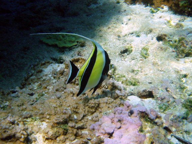 A moorish idol (Zanclus canescens). Picture