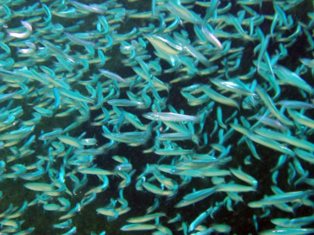 School of nehu or silverside (Stolephorus purpureus). Picture