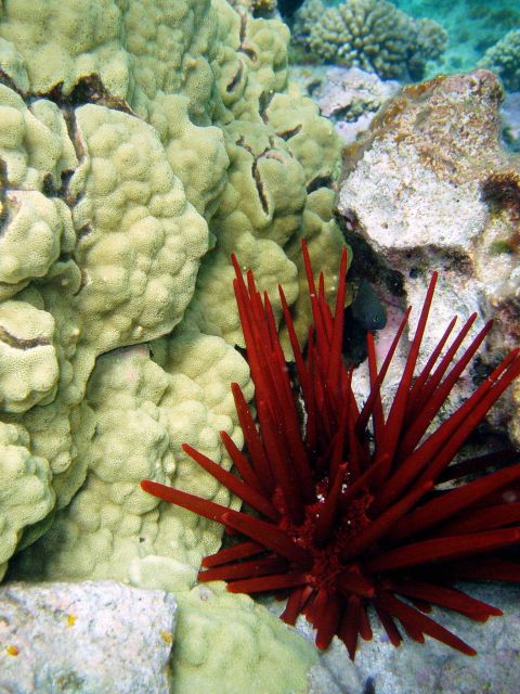 A slate pencil urchin (Heterocentrotus mammillatus). Picture