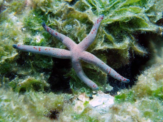 A seastar (Linckia multifora?) Picture