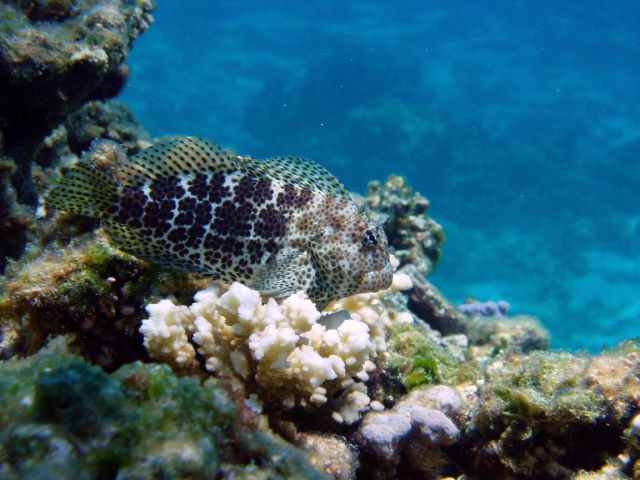 Short-bodied blenny (Exallias brevis) is an obligate corallivore, which feeds on coral. Picture