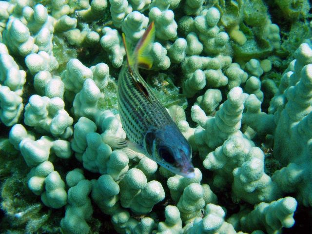 Spotfin squirrelfish Picture