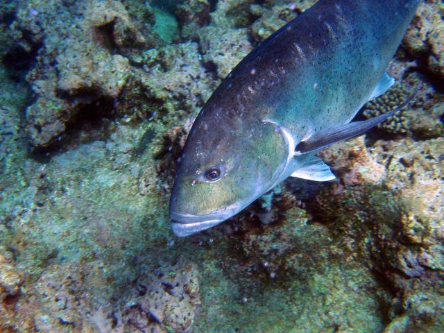 Ulua Picture
