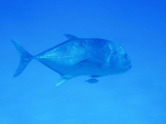 Ulua Picture
