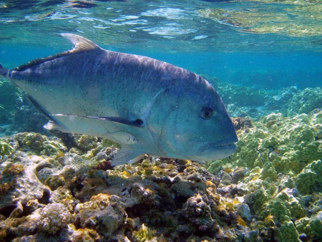 Ulua Picture