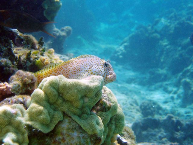 Short-bodied blenny sits atop a ledge. Picture