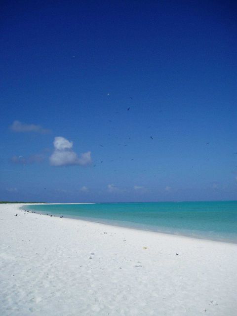 The seemingly pristine beach on Green Island, Kure Atoll Picture