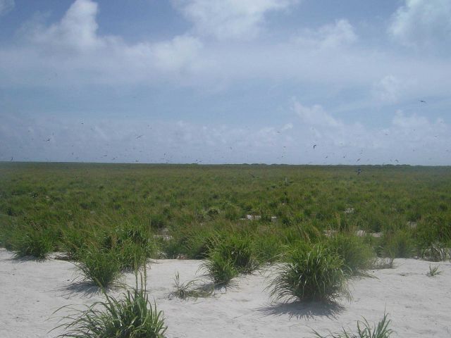 Lisianski Island Picture