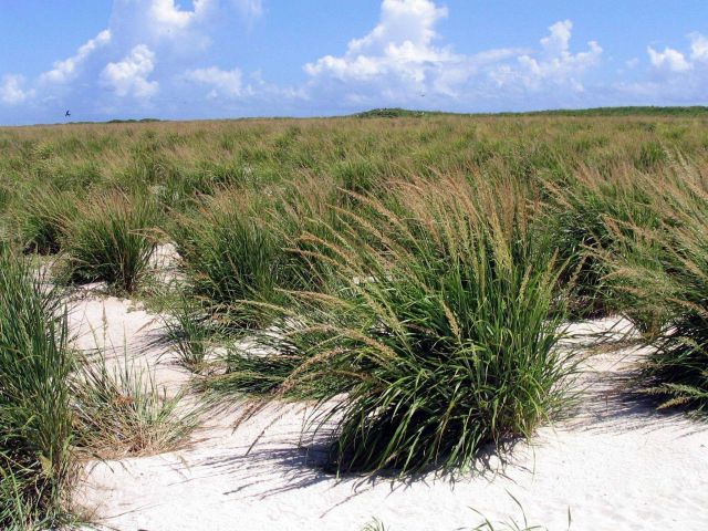 Tufts of grass on Laysan Island. Picture
