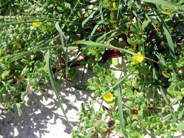 Blooming flowers on Laysan Island. Picture