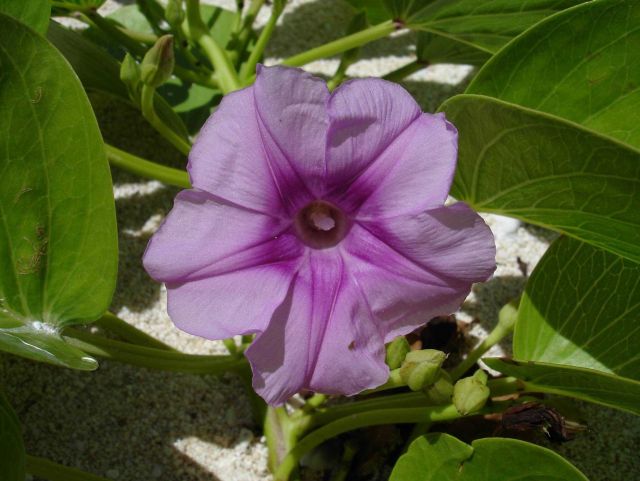 Laysan Island Picture