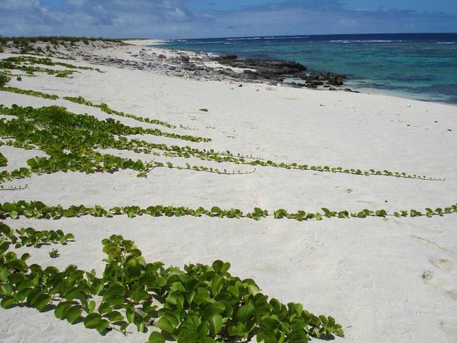 Part of the beach on Laysan Island. Picture