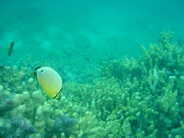 Snorkeling at Pearl and Hermes Reef Picture