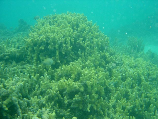 Snorkeling at Pearl and Hermes Reef Picture