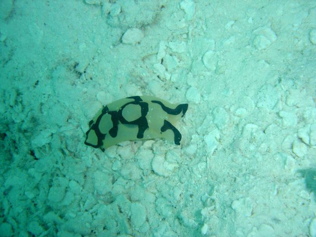 Snorkeling at Pearl and Hermes Reef Picture