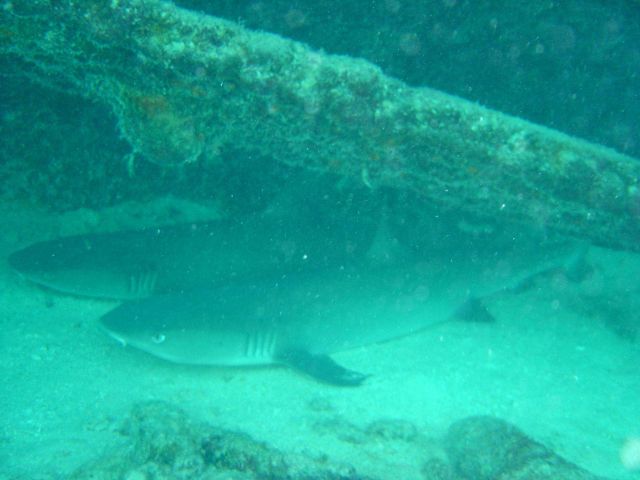 Reef sharks hanging out close to the shore Picture