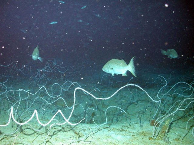 Whip-like corals decorate the sea floor at 28 Fathom Bank as scamp (Myteroperca phenax) swim about. Picture